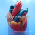 Modelo del corazón del adulto de la calidad de ISO, modelo médico educativo del corazón, corazón anatómico